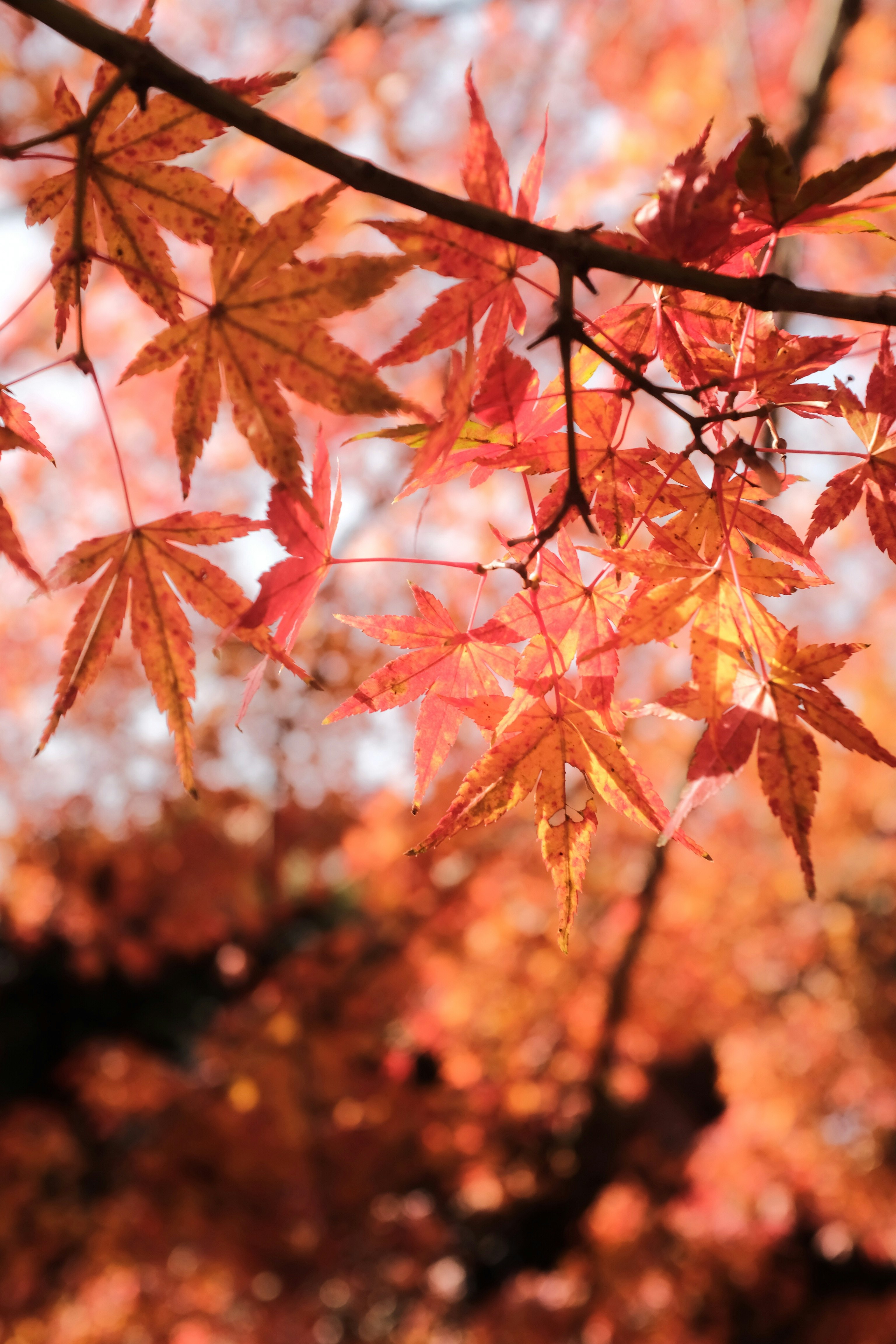 brown leaves in tilt shift lens